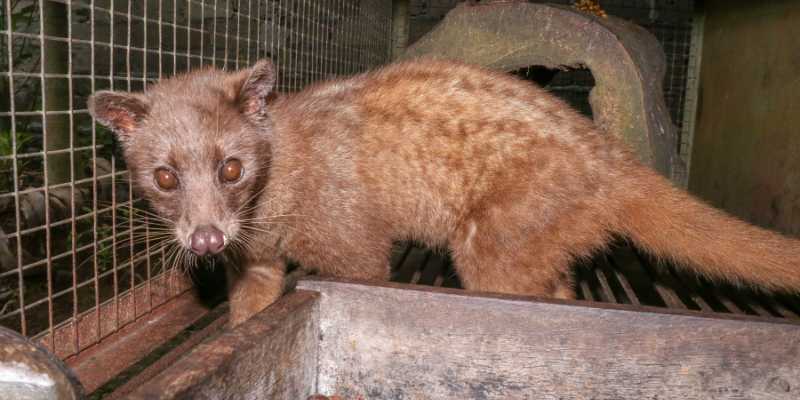 schokkend civetkat in kooi met kopi luwak